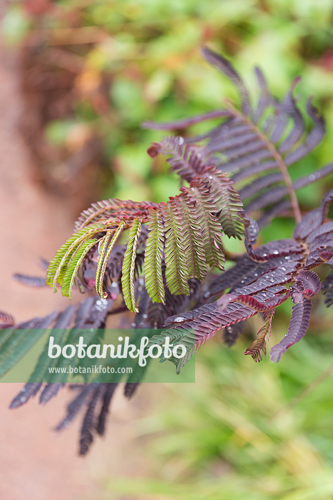 635011 - Silk tree (Albizia julibrissin 'Summer Chocolate')