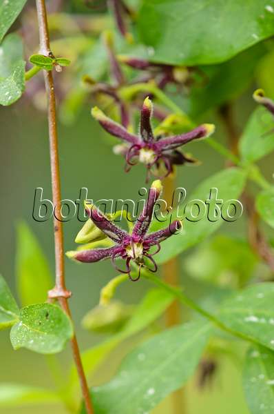 533044 - Silk vine (Periploca gracea)
