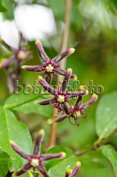 533045 - Silk vine (Periploca gracea)