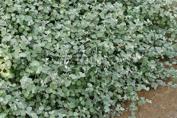476161 - Silver bush everlasting (Helichrysum petiolare)