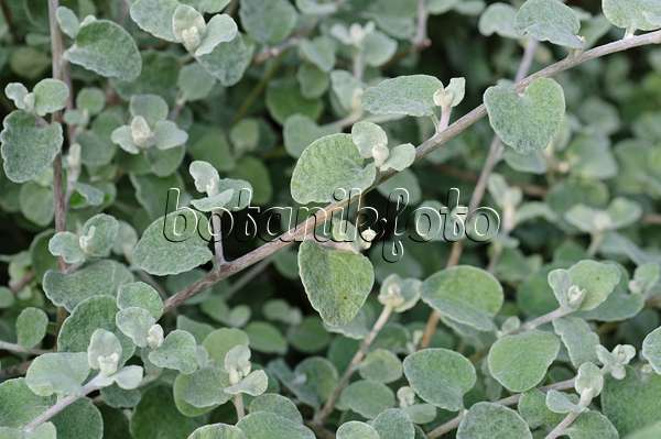 476162 - Silver bush everlasting (Helichrysum petiolare)