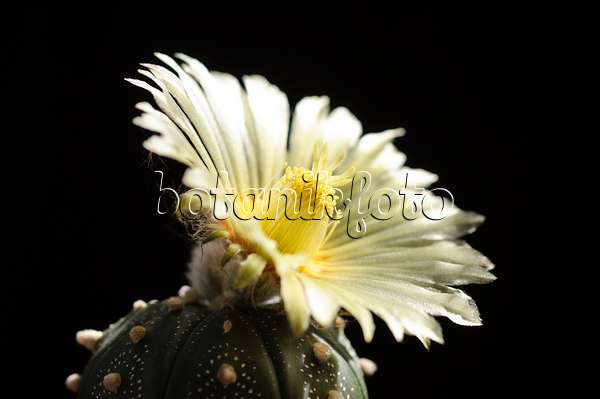 472277 - Silver dollar cactus (Astrophytum asterias)
