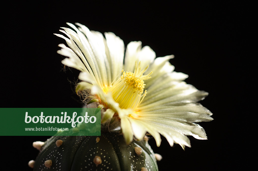 472277 - Silver dollar cactus (Astrophytum asterias)