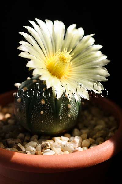 472278 - Silver dollar cactus (Astrophytum asterias)