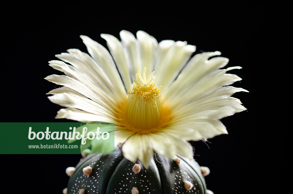 472279 - Silver dollar cactus (Astrophytum asterias)