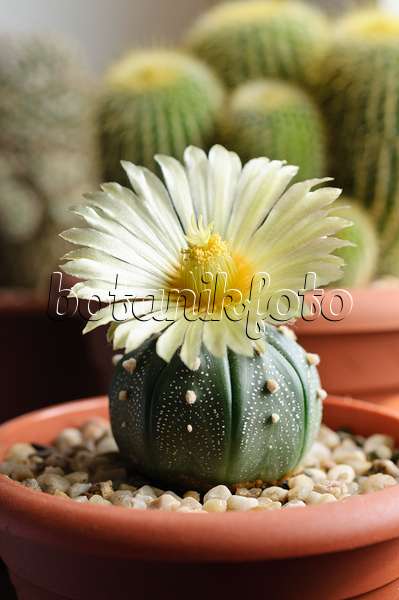 472281 - Silver dollar cactus (Astrophytum asterias)