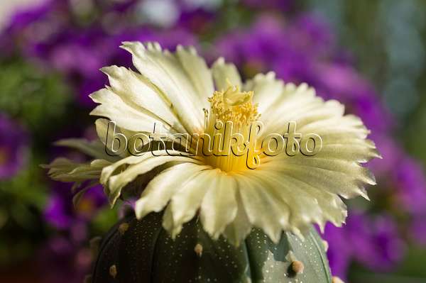 510159 - Silver dollar cactus (Astrophytum asterias)