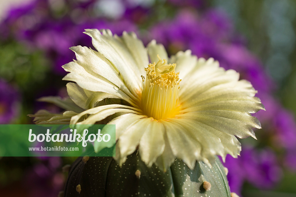 510159 - Silver dollar cactus (Astrophytum asterias)