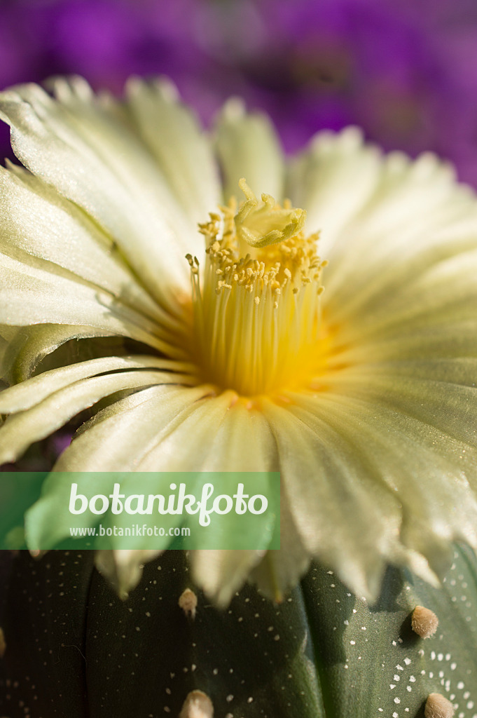 510160 - Silver dollar cactus (Astrophytum asterias)