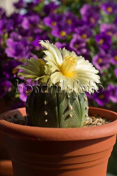 510162 - Silver dollar cactus (Astrophytum asterias)