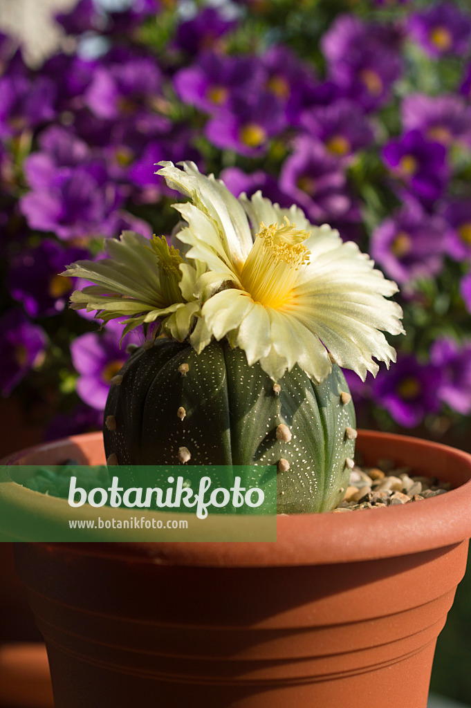 510162 - Silver dollar cactus (Astrophytum asterias)