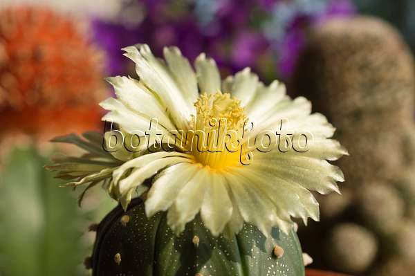 510163 - Silver dollar cactus (Astrophytum asterias)