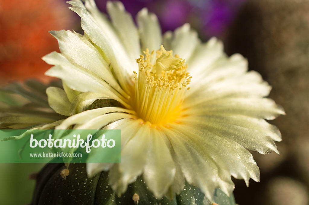 510165 - Silver dollar cactus (Astrophytum asterias)