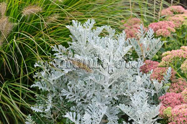 488065 - Silver groundsel (Senecio cineraria), fountain grass (Pennisetum) and orpine (Sedum telephium syn. Hylotelephium telephium)