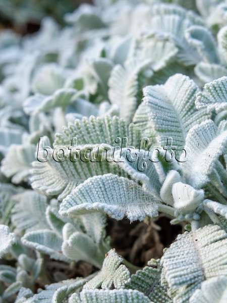 461122 - Silver lace tansy (Tanacetum haradjanii)