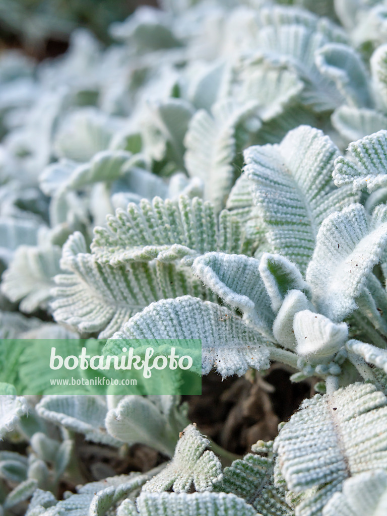 461122 - Silver lace tansy (Tanacetum haradjanii)