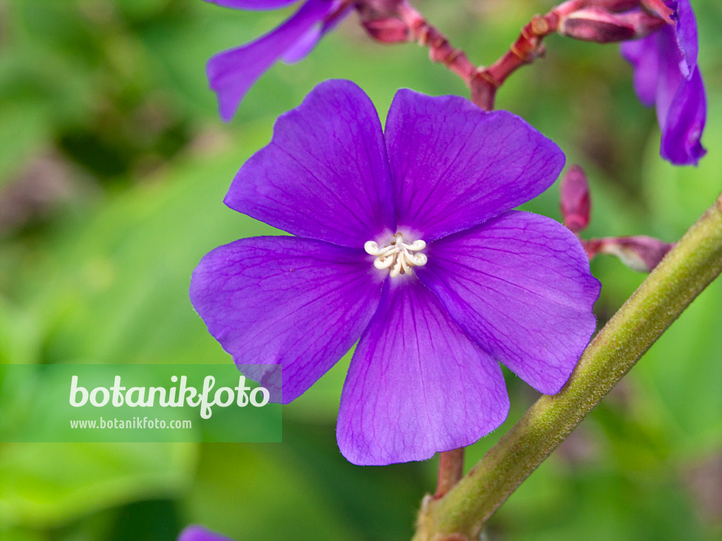 455072 - Silver leafed princess flower (Tibouchina heteromalla)