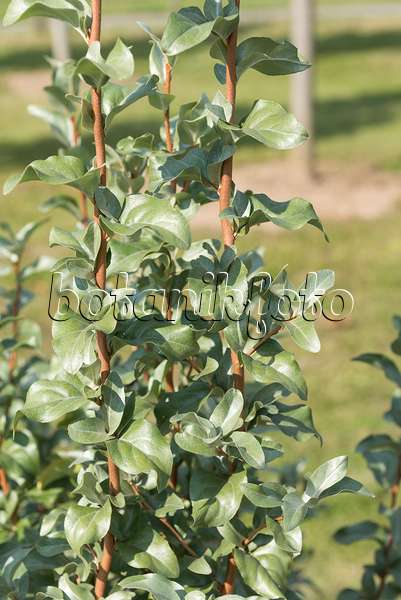 635043 - Silverberry (Elaeagnus commutata syn. Elaeagnus argentea)