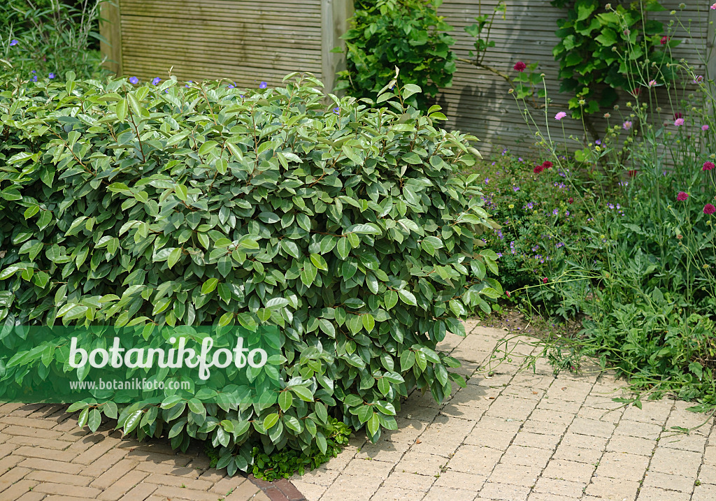 526095 - Silverberry (Elaeagnus x ebbingei)