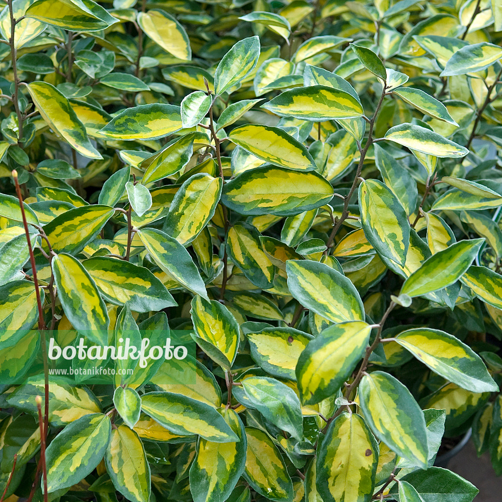 502190 - Silverberry (Elaeagnus x ebbingei 'Limelight')