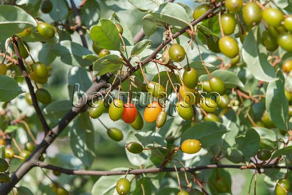 651234 - Silverberry (Elaeagnus multiflora)