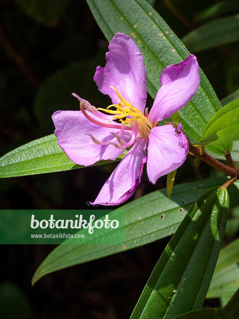 411259 - Singapore rhododendron (Melastoma malabathricum)