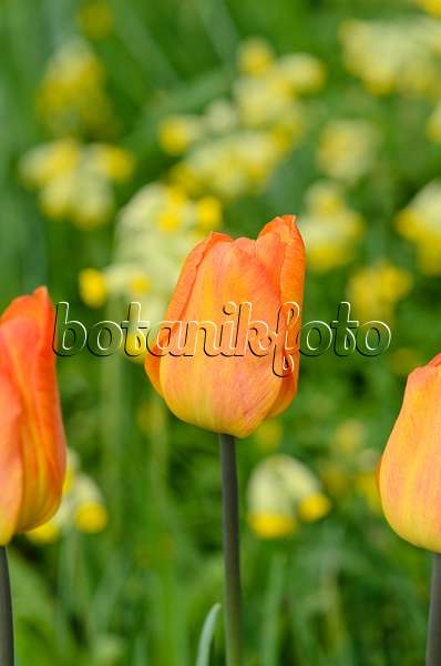 520004 - Single early tulip (Tulipa Generaal de Wet)