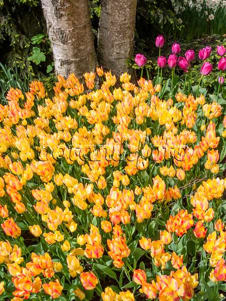 401065 - Single late tulip (Tulipa Antoinette)