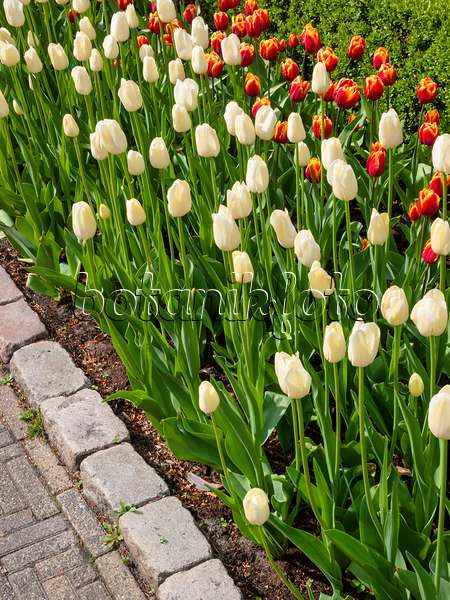 401090 - Single late tulip (Tulipa City of Vancouver)