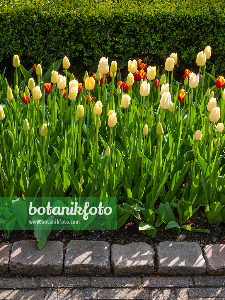 401091 - Single late tulip (Tulipa City of Vancouver)