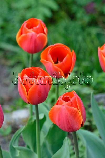 471269 - Single late tulip (Tulipa Perestroika)