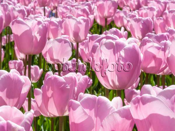 401185 - Single late tulip (Tulipa Pink Diamond)