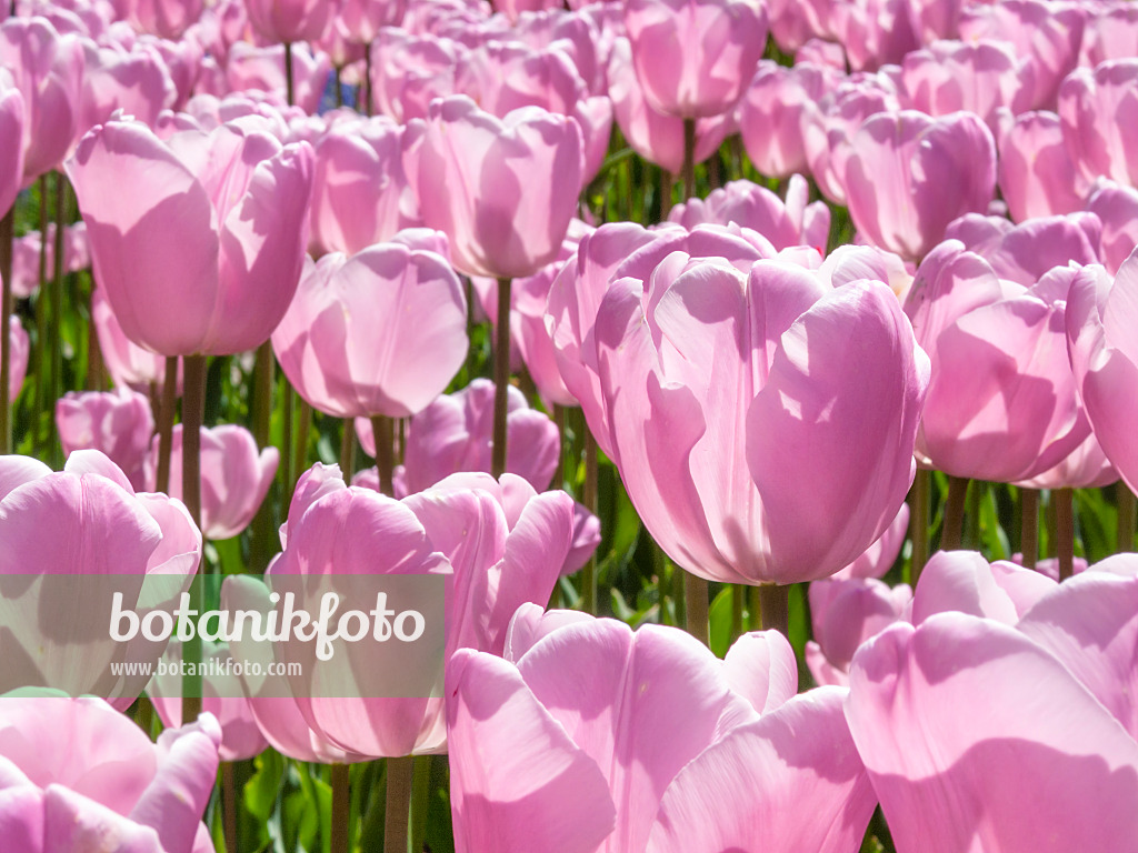 401185 - Single late tulip (Tulipa Pink Diamond)