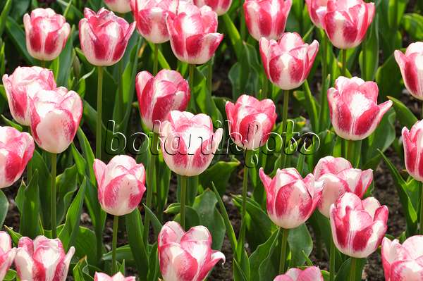 471318 - Single late tulip (Tulipa Shirley)