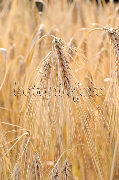 486127 - Six-rowed barley (Hordeum vulgare f. hexastichon)