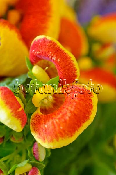 483103 - Slipperwort (Calceolaria)