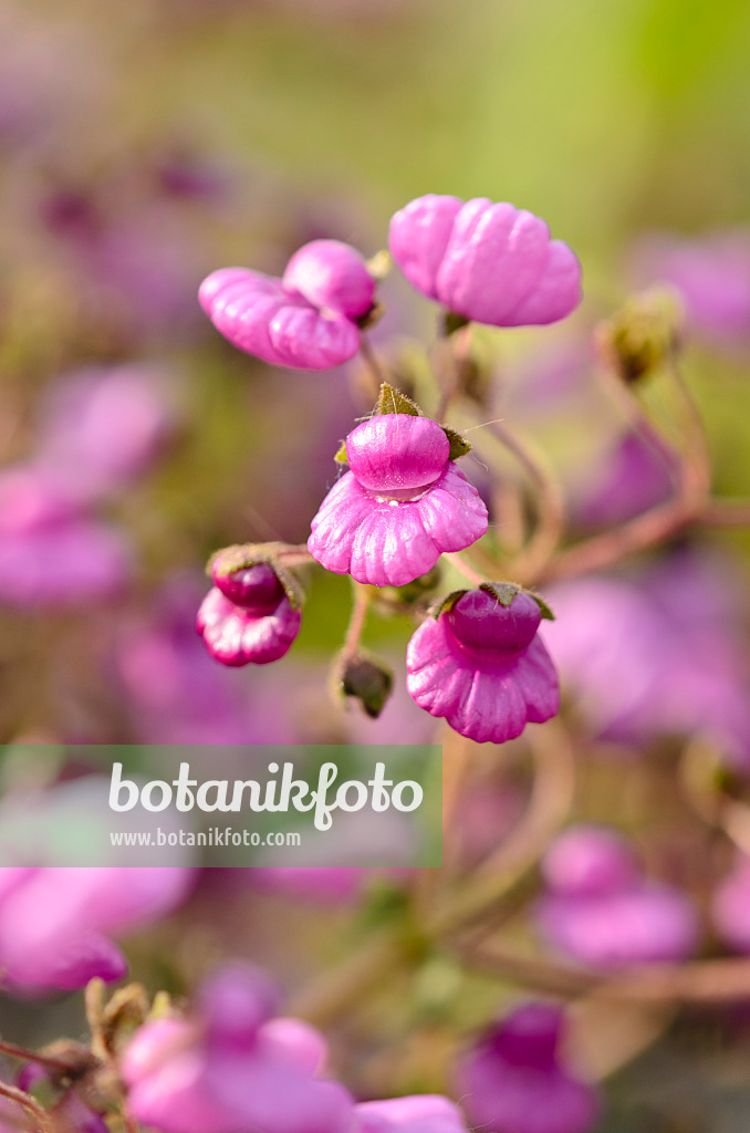 533285 - Slipperwort (Calceolaria purpurea)