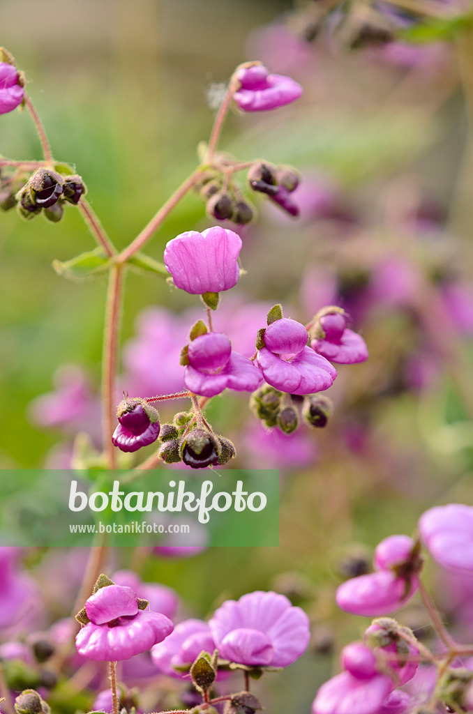 533286 - Slipperwort (Calceolaria purpurea)