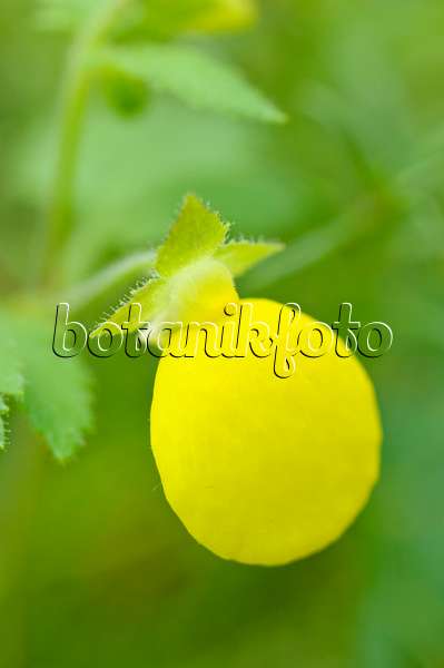 482030 - Slipperwort (Calceolaria triparitita)