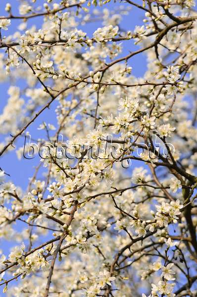 531001 - Sloe (Prunus spinosa)
