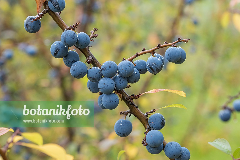 616095 - Sloe (Prunus spinosa 'Primosa')