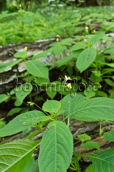 509086 - Small balsam (Impatiens parviflora)