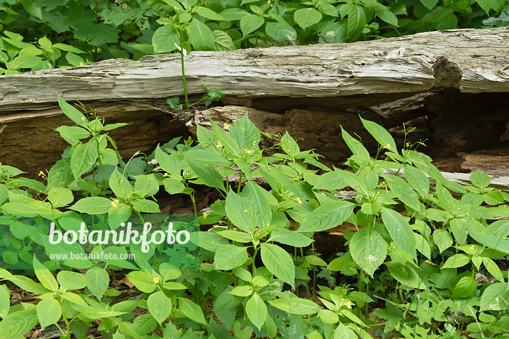 509099 - Small balsam (Impatiens parviflora) at a dead tree trunk