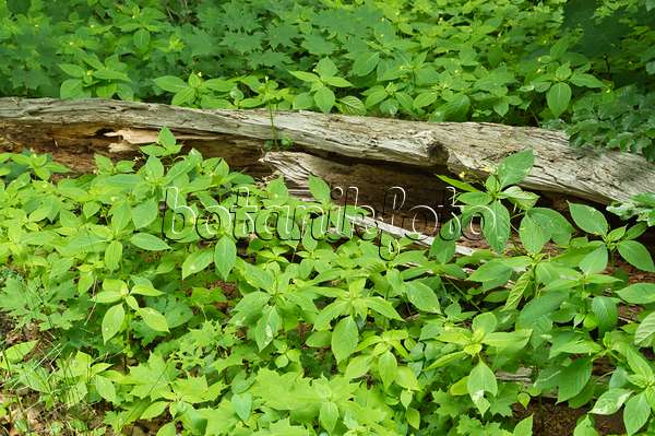 509100 - Small balsam (Impatiens parviflora) at a dead tree trunk