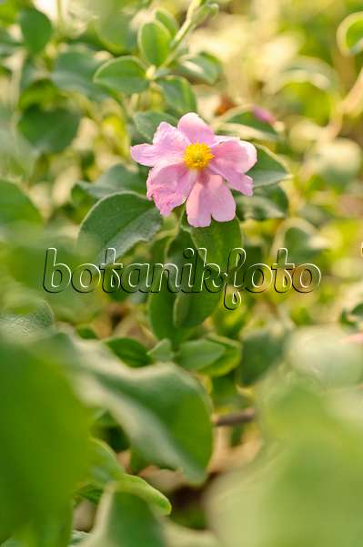 482038 - Small-flowered rock rose (Cistus parviflorus)