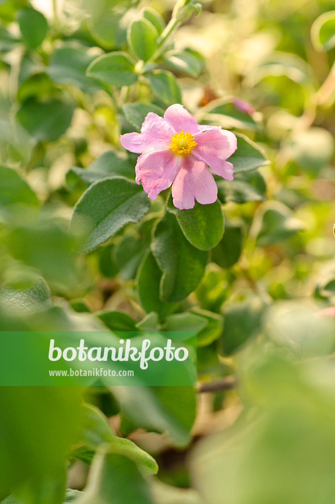 482038 - Small-flowered rock rose (Cistus parviflorus)