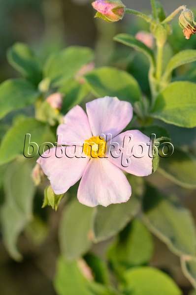 493053 - Small-flowered rock rose (Cistus parviflorus)