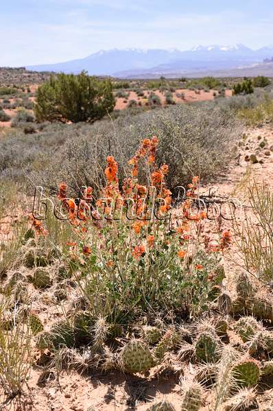 508266 - Small-leaved globe mallow (Sphaeralcea parvifolia), Arches National Park, Utah, USA