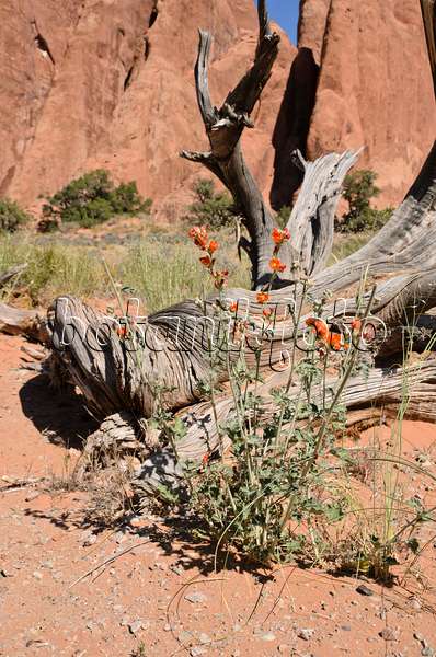 508286 - Small-leaved globe mallow (Sphaeralcea parvifolia), Arches National Park, Utah, USA