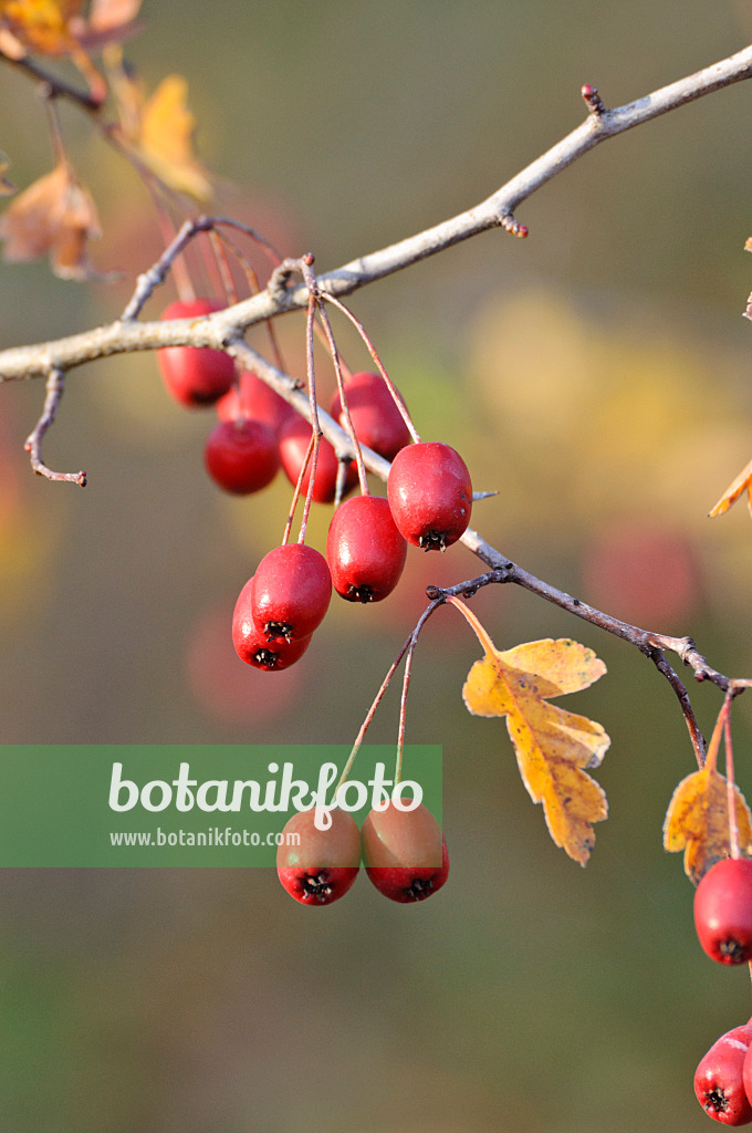 466050 - Small-leaved hawthorn (Crataegus microphylla)